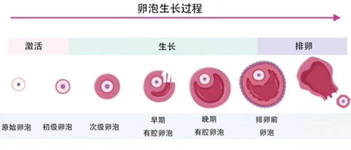 卵泡发育过程图